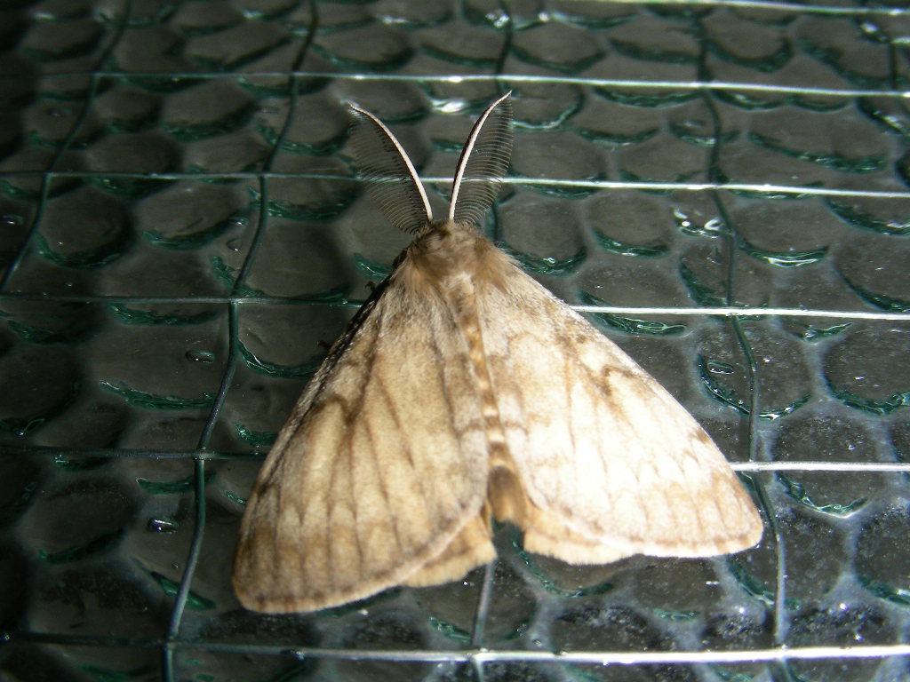 Polyommatus (Polyommatus) thersites